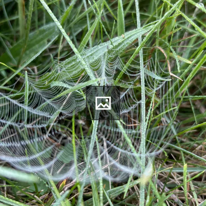 Tiny spiderweb with dew drops