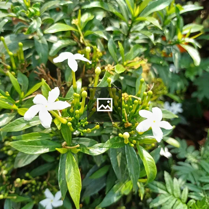 Jasmine Plant Close-Up
