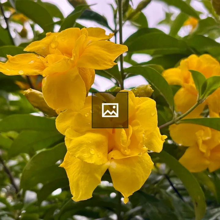 Vibrant yellow flowers with dew