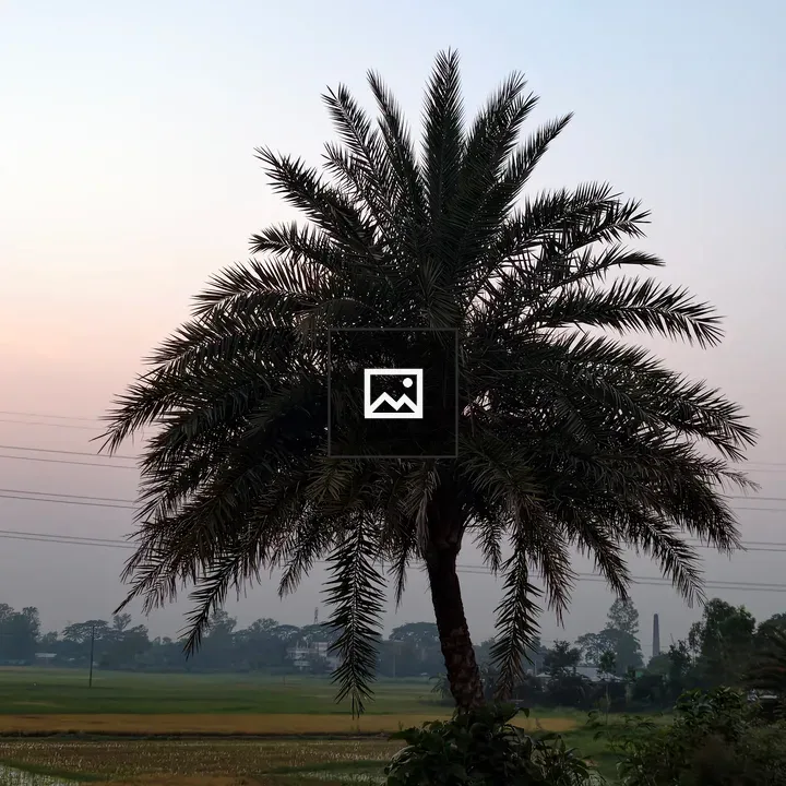 Date Palm by Open Fields