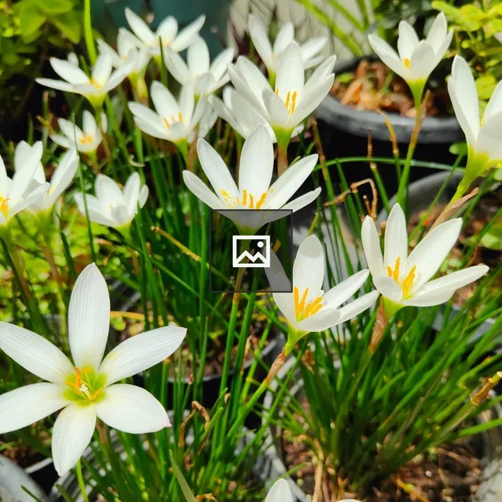 Bunch of white rain lily