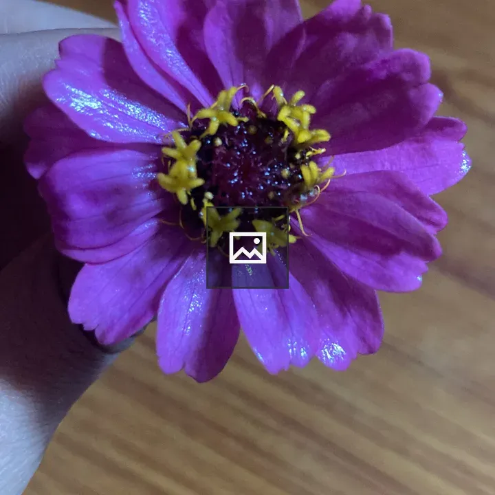 Pink flower held in hand
