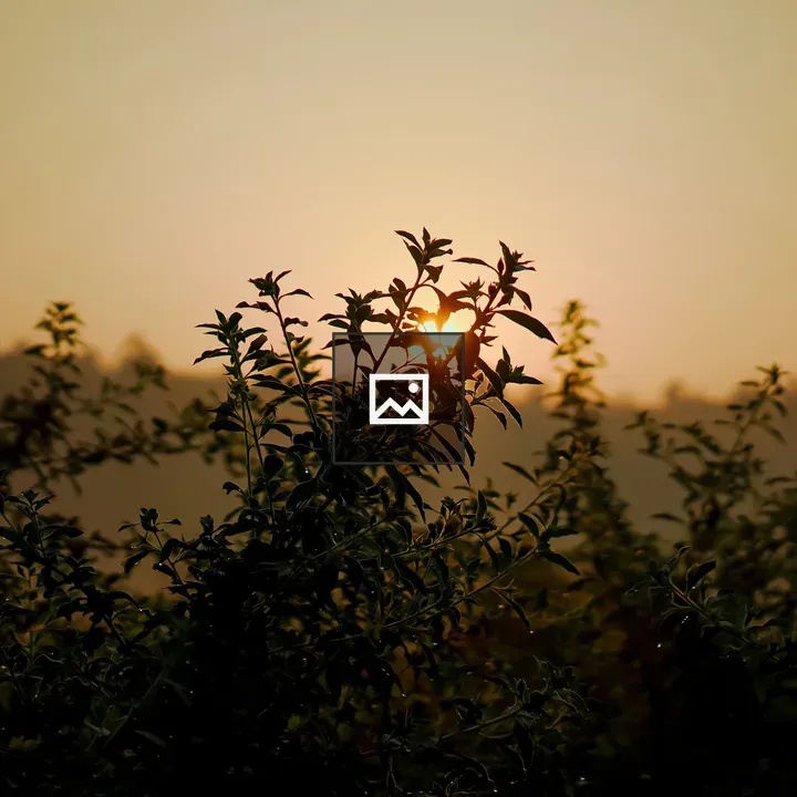 Bushes Shining in Sunlight