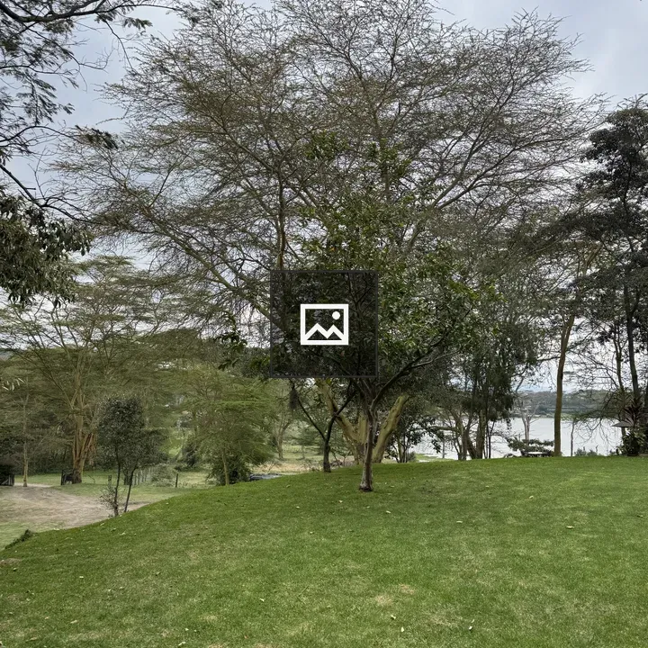 Lush hillside with trees