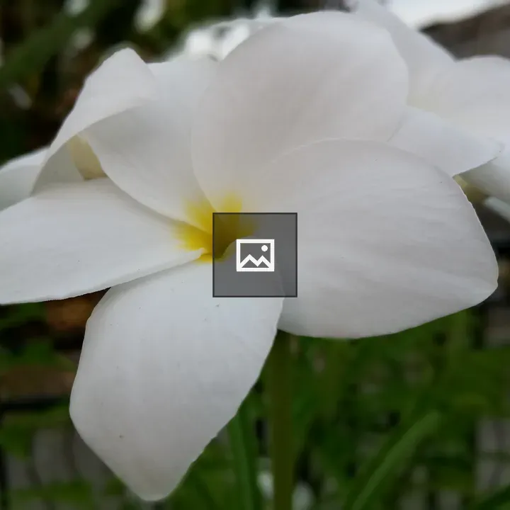 Plumeria flower