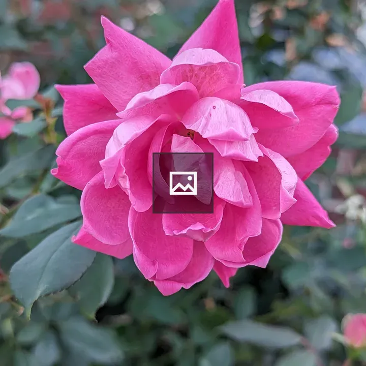 Pink rose with wilting petals