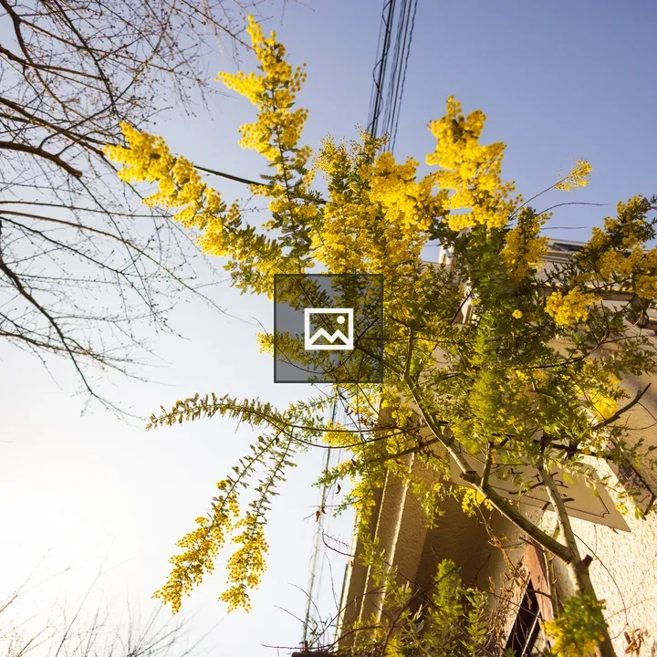 Mimosa Blooms in Tokyo