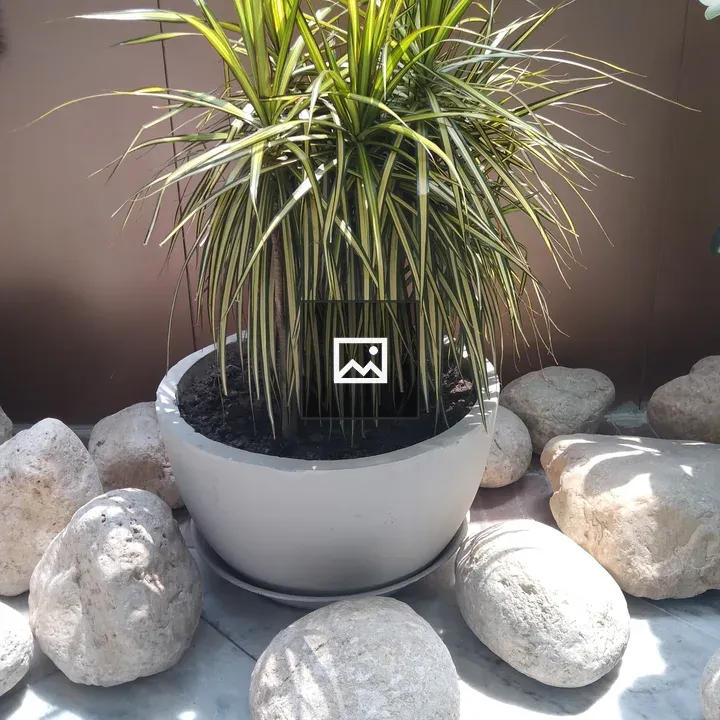 Potted green plant with stones