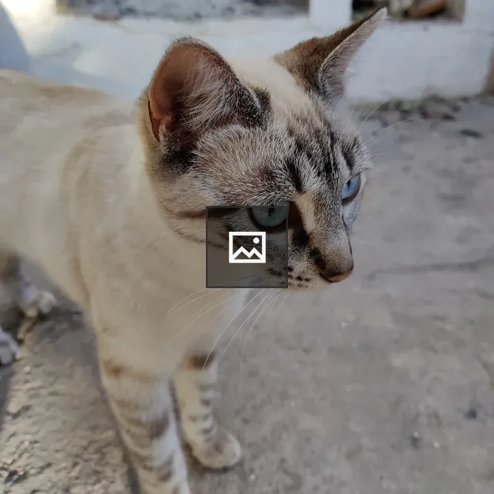 Close-up Cat with Blue Eyes