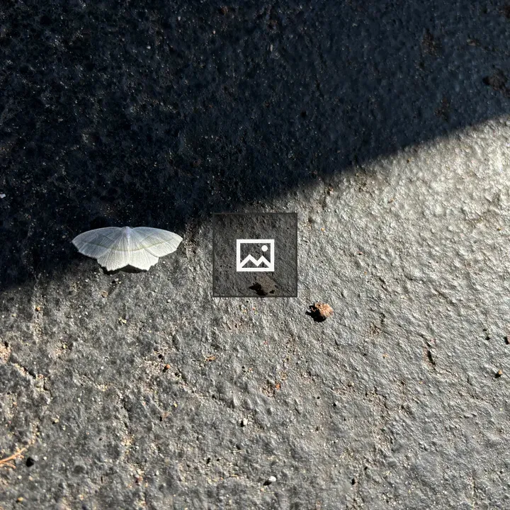 White moth on blacktop