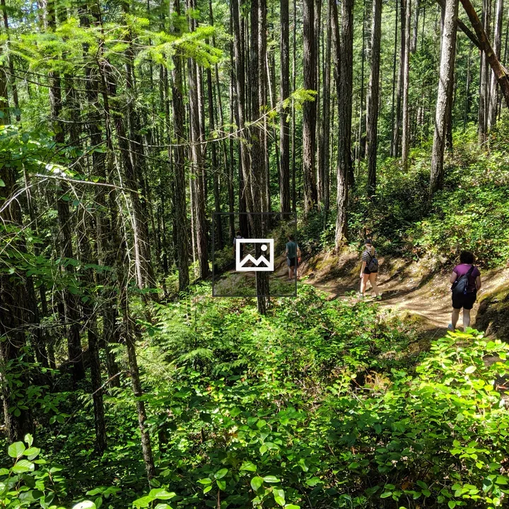 Four Hikers on a Trail
