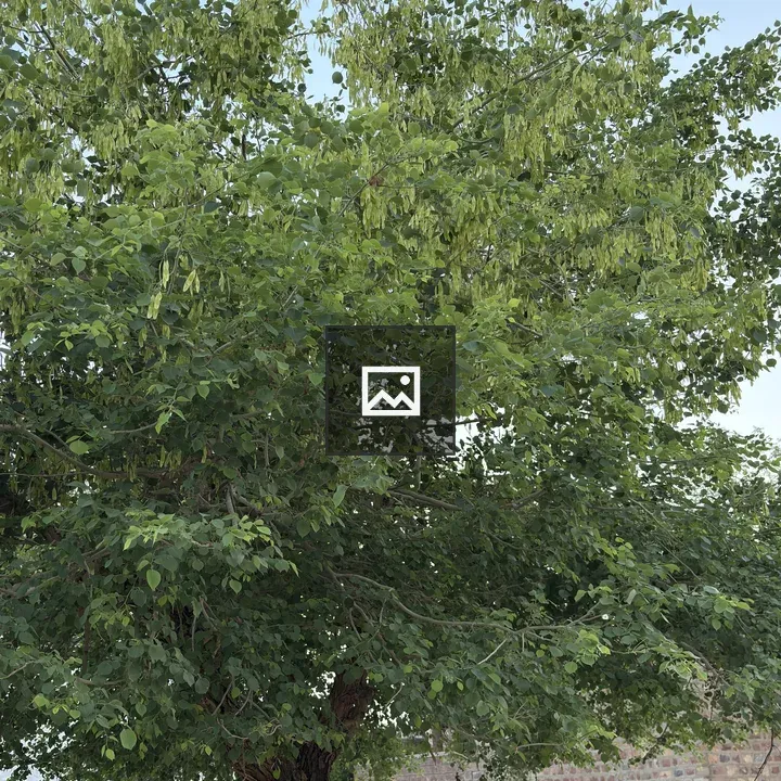 Peepal Tree with Foliage and Pods