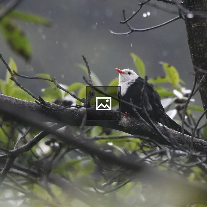 Black Bulbul on Rainy Branch