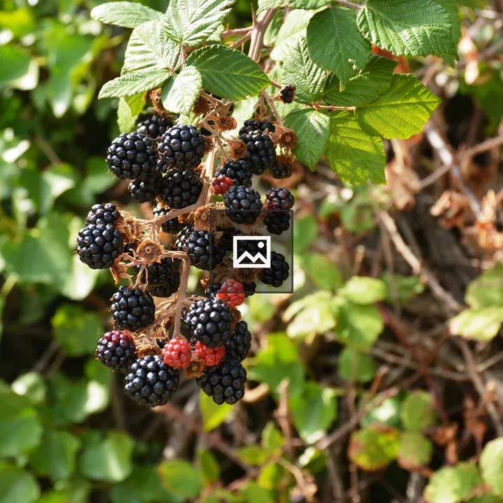 Blackberries on a Bramble Plant