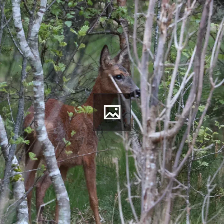 Red Deer among New Foliage