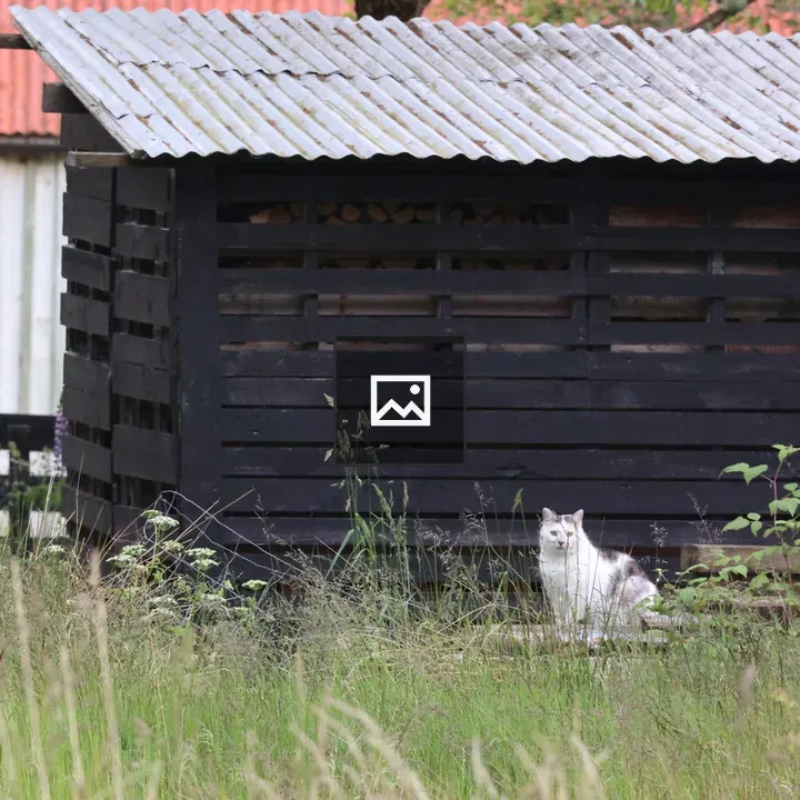 Cat in front of log store