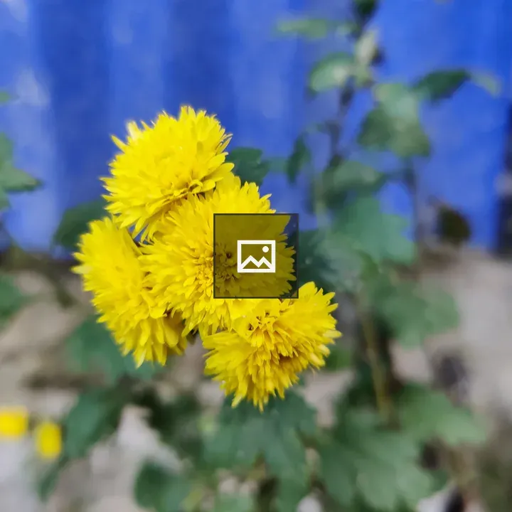 Flower close-up
