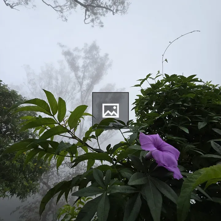 Purple Flower in Misty Forest