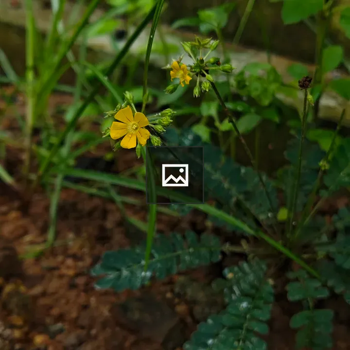 Yellow Woodsorrel in Forest