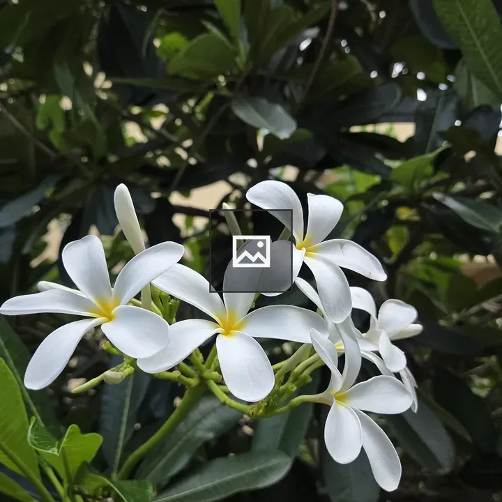 Cluster of white flowers