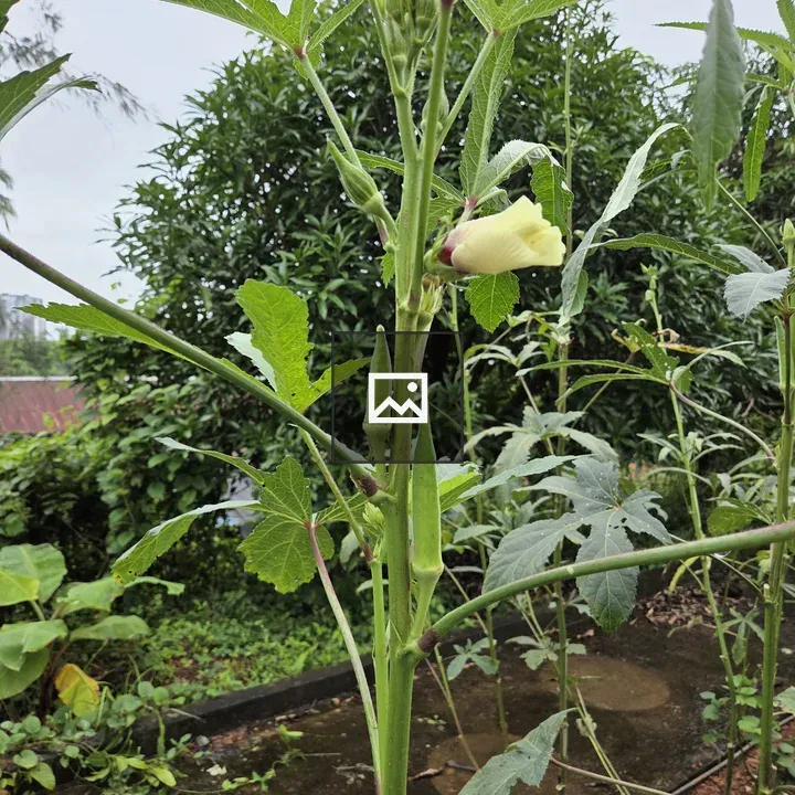 Okra plant close-up