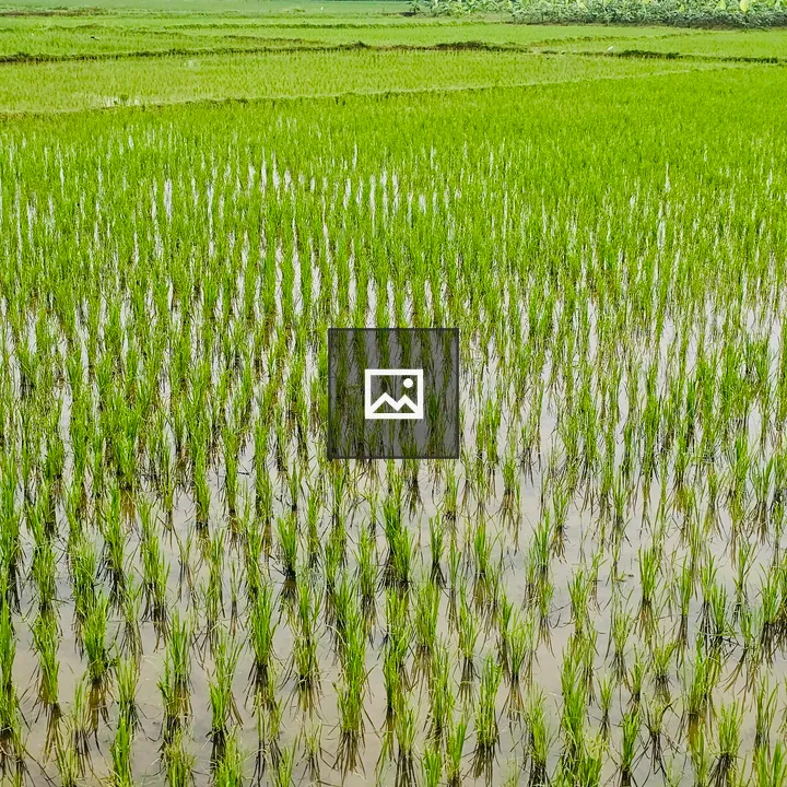 Young green rice plants in paddy field