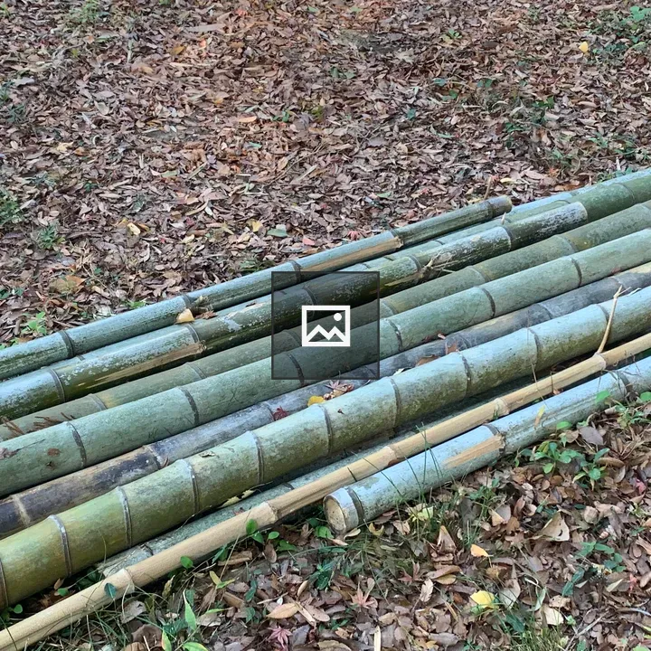 Cut bamboo in Toeda's forest