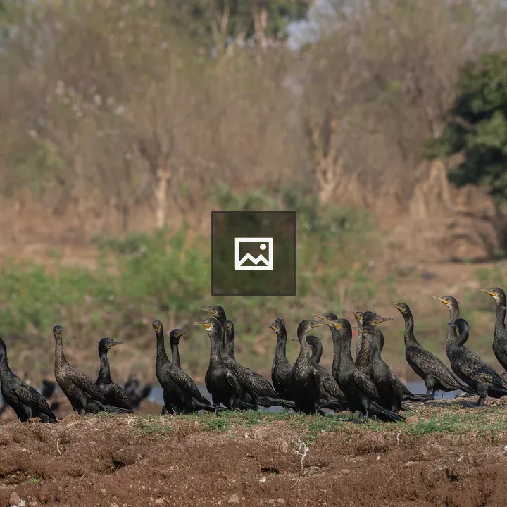 Line of Indian Cormorants