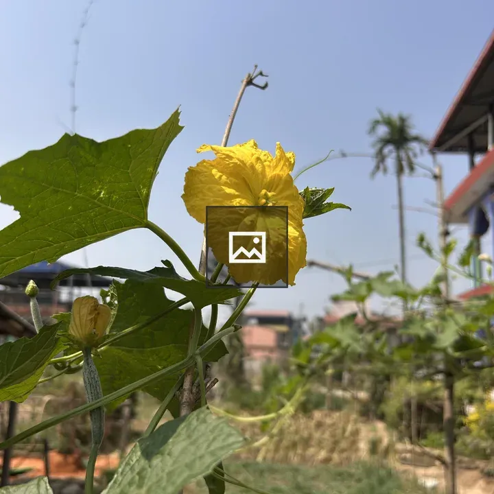 Yellow flower against blue sky