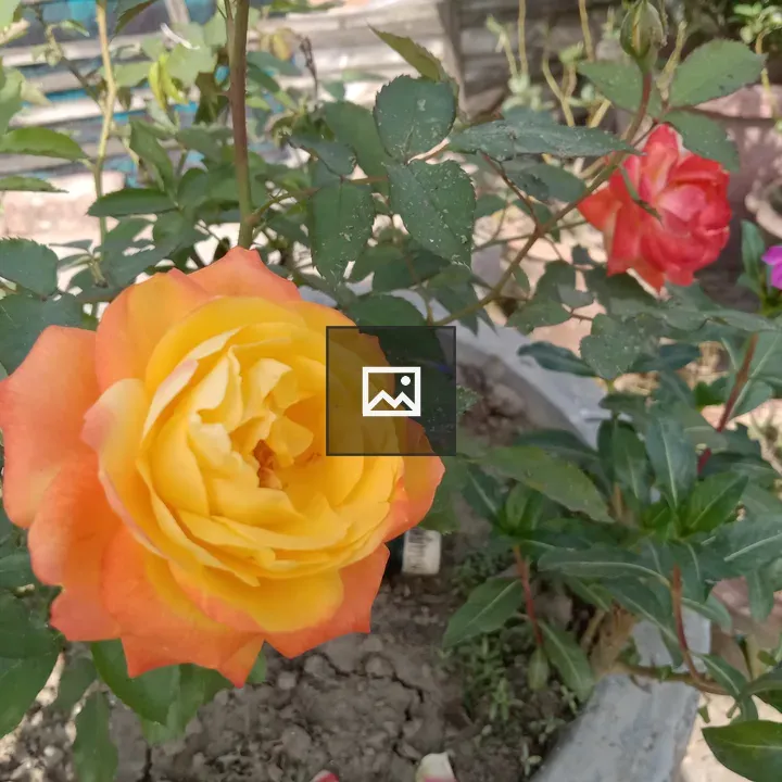 Hybrid Tea Rose