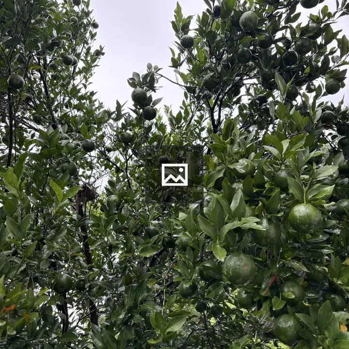 Orange tree close-up