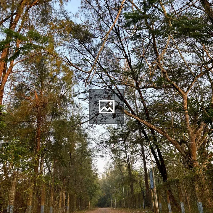 Dirt road with trees and leaves