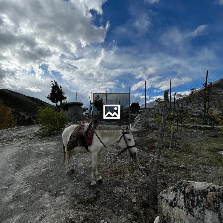 Saddled White Horse by Fence