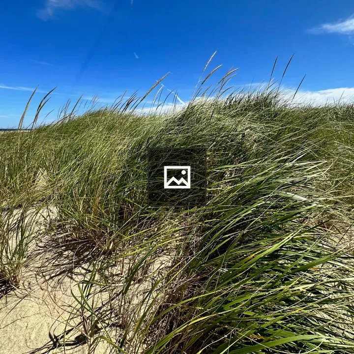 Sand dunes and grass on Cape Cod