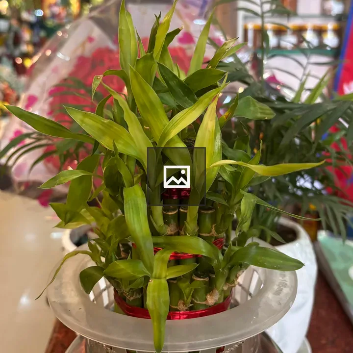 Bamboo Shoots with Red Ribbon in Vase