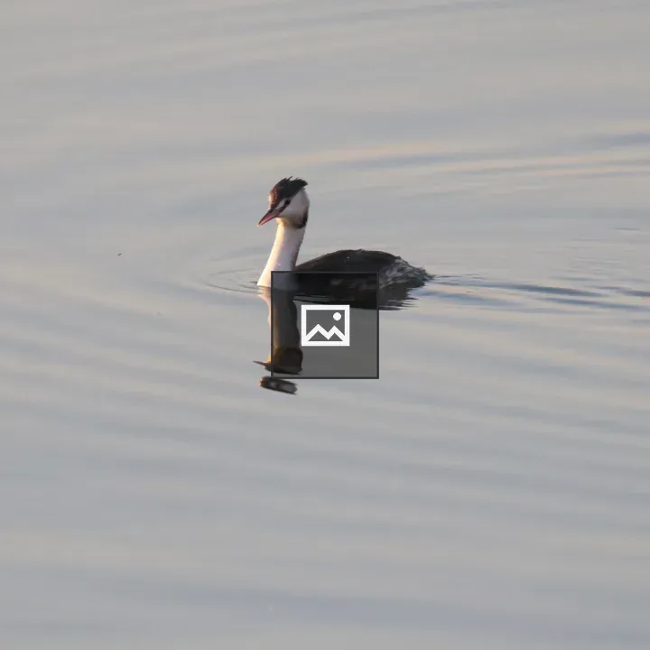 Great Crested Grebe Swimming