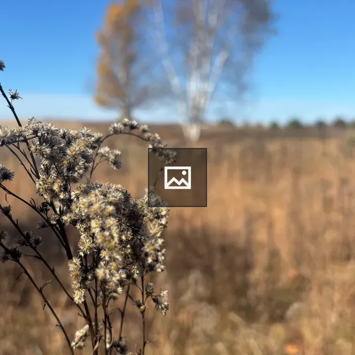 Dried goldenrod closeup