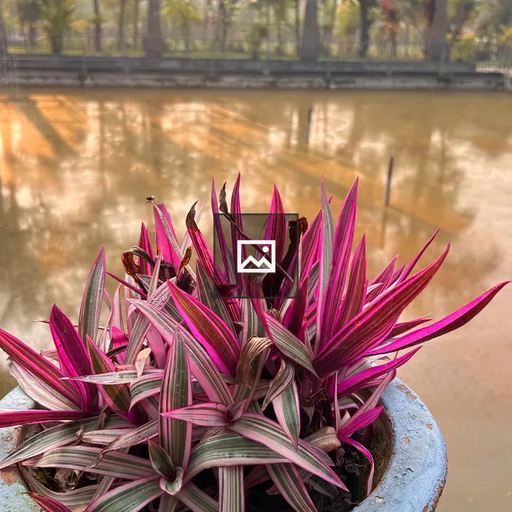 Pink and green plant in blue pot