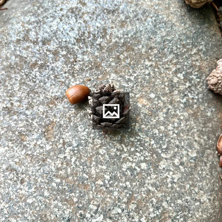 Acorns and Pinecones