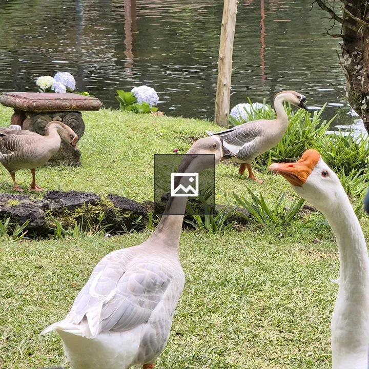 Ducks on grassy bank