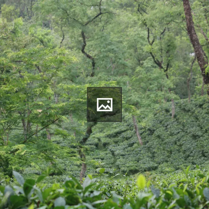 Sylhet Tea Garden
