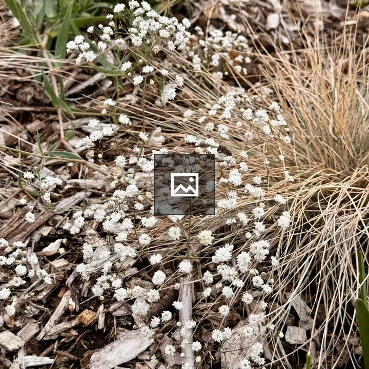 White flowers among grasses