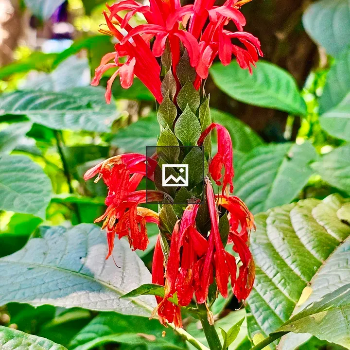 Pachystachys coccinea plant