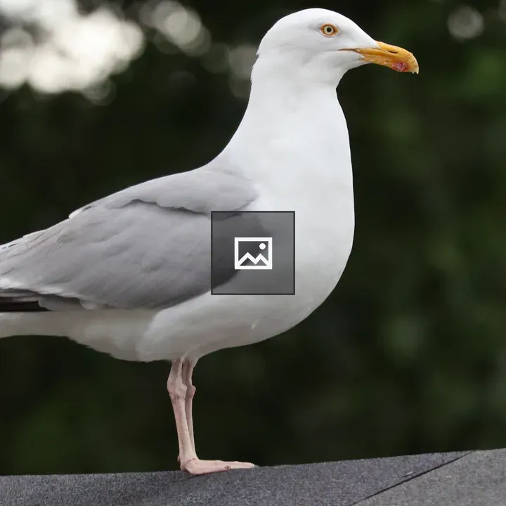 Herring Gull on Roof Ridge