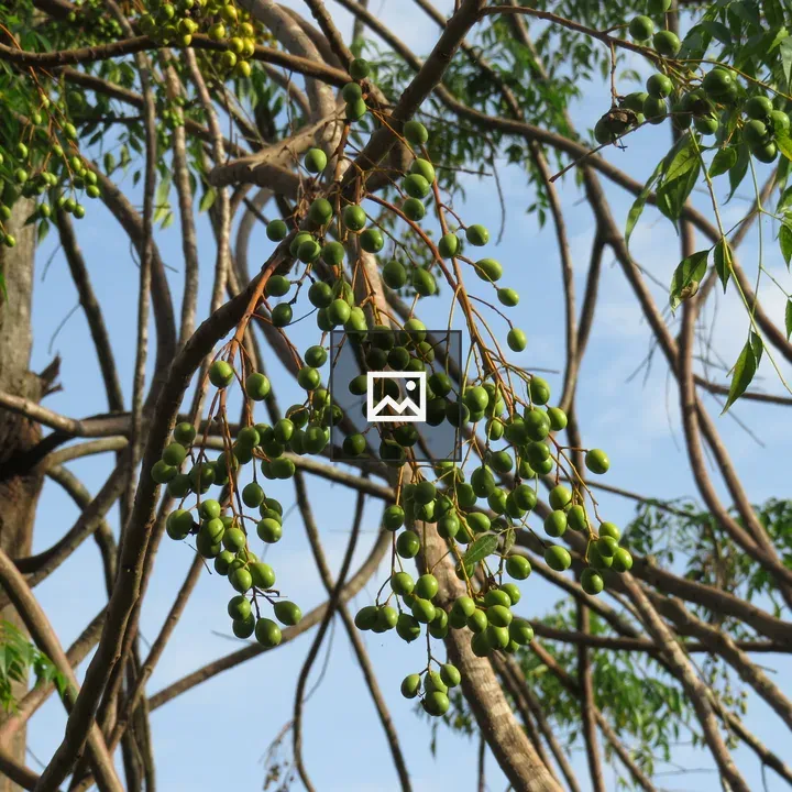 Green Berries on Branches