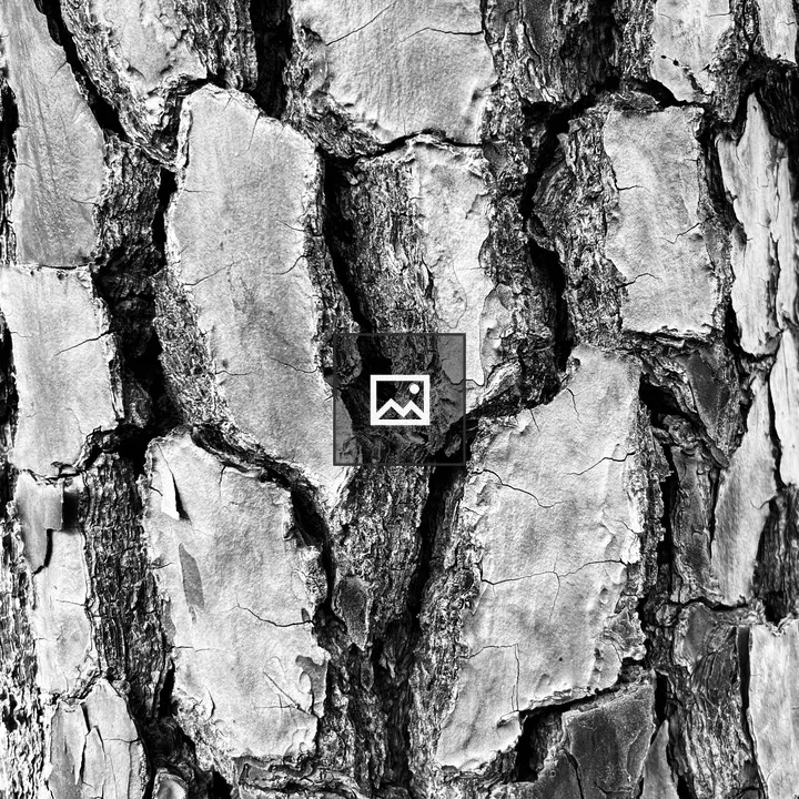 Tree Bark Close-Up