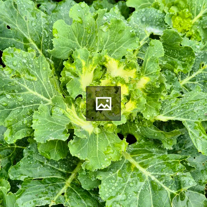 Leafy green vegetable close-up