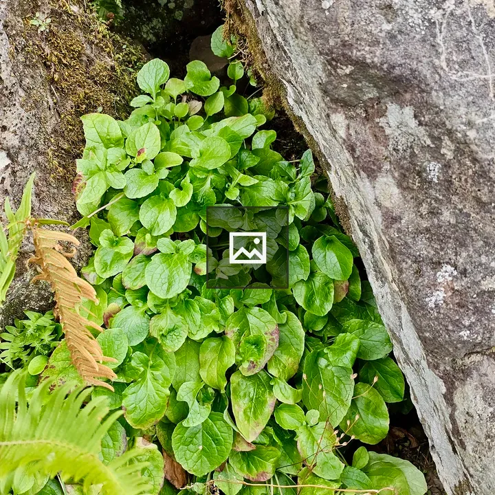 Bright green leaves among rocks