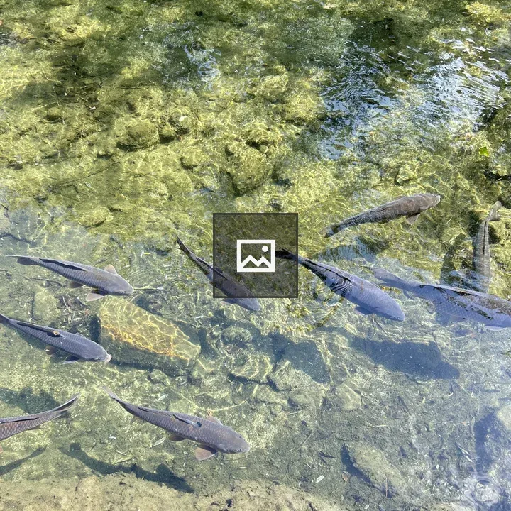 Group of fish in clear shallow water