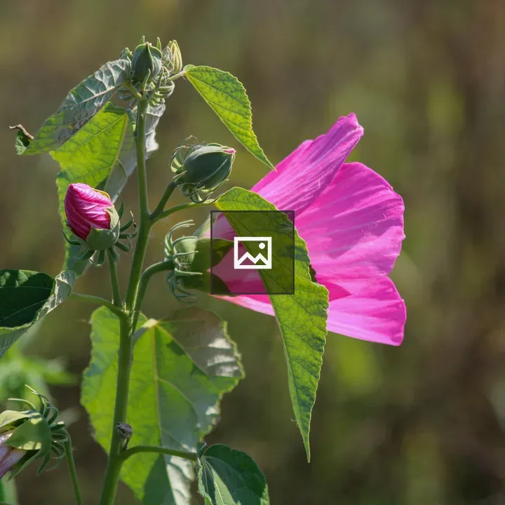 Bright pink swamp hibiscus